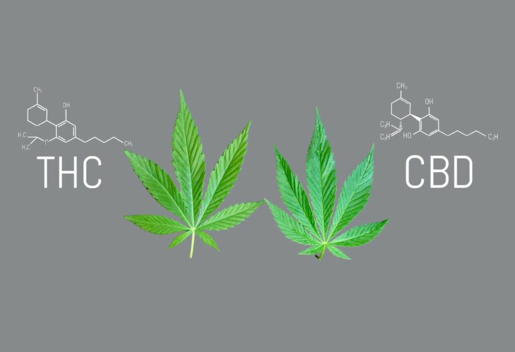 Unterschied zwischen CBD und THC einfach erklärt